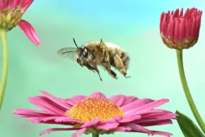 Marguerite: Hairy-Footed Flower Bee (Anthophora plumipes) in