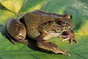 Robustus: Hairy Frog