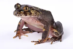 Robustus: Hairy frog (Trichobatrachus robustus) on white background