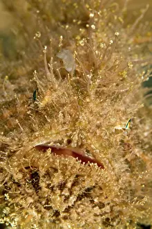 Frogfishes: Hairy Frogfish