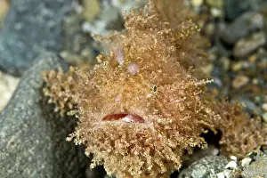 Frogfishes: Hairy Frogfish