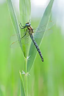 Pratense: Hairy Hawker