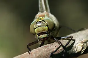 Pratense: Hairy Hawker