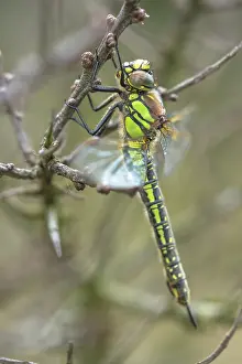 Pratense: Hairy Hawker