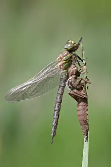 Pratense: Hairy Hawker