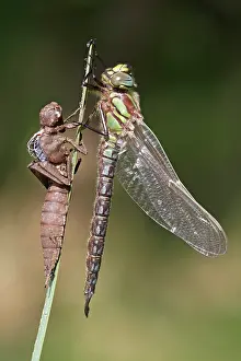 Pratense: Hairy Hawker