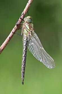 Pratense: Hairy Hawker