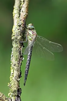 Pratense: Hairy Hawker