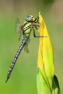 Wieden: Hairy Hawker