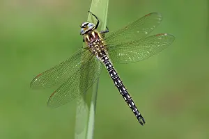 Pratense: Hairy Hawker