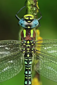 Hawkers: Hairy Hawker Hairy Dragonfly portrait