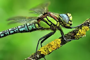 Hawkers: Hairy Hawker Hairy Dragonfly portrait