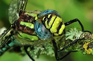 Hawkers: Hairy Hawker Hairy Dragonfly portrait