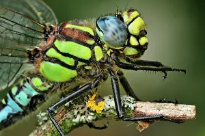 Hawkers: Hairy Hawker Hairy Dragonfly portrait