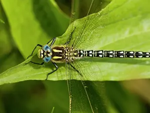 Hawkers: Hairy Hawker - male