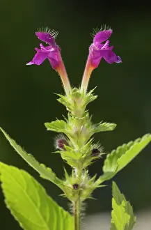 Galeopsis: Hairy Hemp-nettle in flower Italy