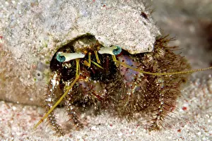Dardanus: Hairy Hermit Crab