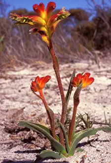 Anigozanthos: Hairy jugflower (Anigozanthos humilis humilis)