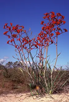 Anigozanthos: Hairy jugfloweror Red kangaroo paw (Anigozanthos