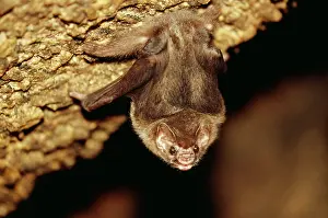 Vampire: Hairy-legged Vampire BAT - roosting in cave