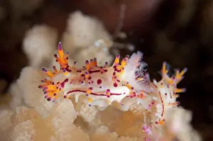 Gill: Hairy Norse God Nudibranch