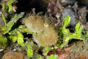 Colin Marshall: Hairy Octopus - one of the rarest creatures to see underwate