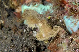 030822: Hairy Octopus - one of the rarest creatures to see underwate
