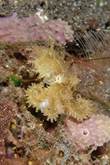 030822: Hairy Octopus - one of the rarest creatures to see underwate