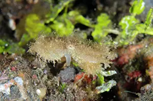 030822: Hairy Octopus - with siphon - one of the rarest creatures to