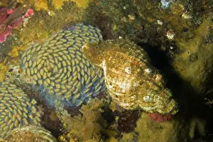 Seashells: hairy or Oregon triton Fusitriton oregonensis lying eggs Ala