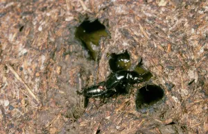 Maxillosus: Hairy Rove Beetle - on cow dung