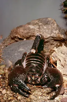 Scorpions: Hairy Scorpion