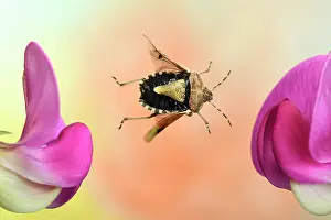 Baccarum: Hairy Shieldbug (Dolycoris baccarum), in flight
