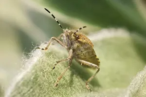 270919: Hairy ShieldBug - Norfolk UK