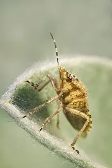 270919: Hairy ShieldBug - Norfolk UK