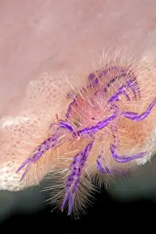 Lobsters: Hairy Squat Lobster