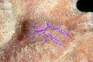 Lobsters: Hairy Squat Lobster