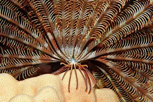 Hairy: Hairy star (Lamprometra klunzingeri) from below