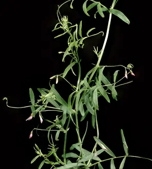 Vetch: Hairy tare in flower