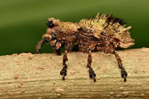 Covering: Hairy Weevil (Lithinus sepidioides), waxy covering