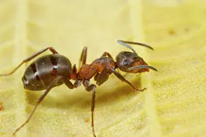 Worker: Hairy Wood Ant (Formica lugubis) adult worker, standing