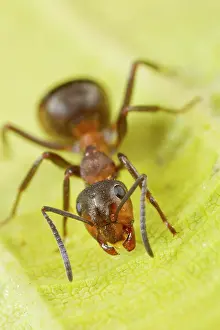 Worker: Hairy Wood Ant (Formica lugubis) adult worker, standing