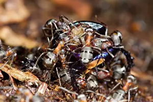Worker: Hairy Wood Ant (Formica lugubris) adult worker ants