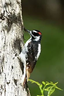 Villosus: Hairy Woodpecker