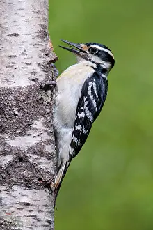 Villosus: Hairy Woodpecker