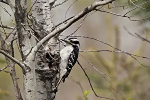 Villosus: Hairy Woodpecker