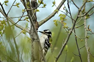 Villosus: Hairy Woodpecker