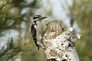 Villosus: Hairy Woodpecker