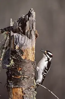 Villosus: Hairy Woodpecker