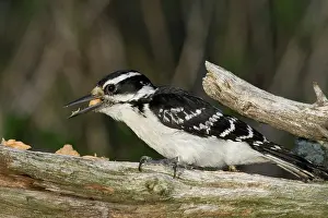 Villosus: Hairy Woodpecker